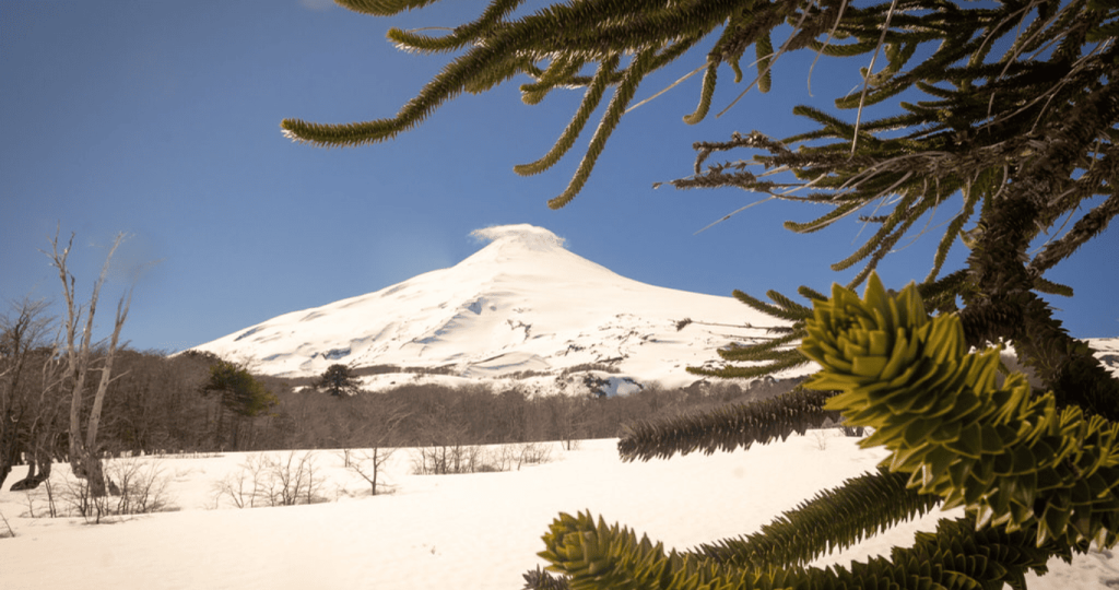 Foro Anual de la Red Latinoamericana de Bosques Modelo sobre gestión forestal sustentable.