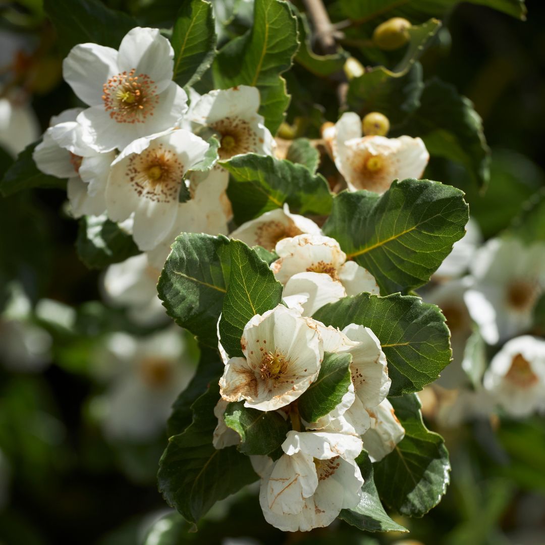 Vista panorámica de Parque Neltume con mirador al Salto Huilo Huilo en la Región de Los Ríos.