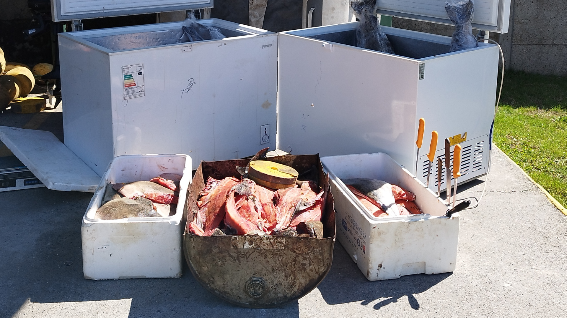 Operativo de fiscalización que desbarató planta ilegal de salmones en Lago Neltume, Panguipulli.