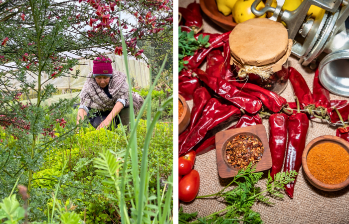 Mujer cosechando hortalizas en huerto y variedad de productos campesinos como ajíes, especias y alimentos elaborados