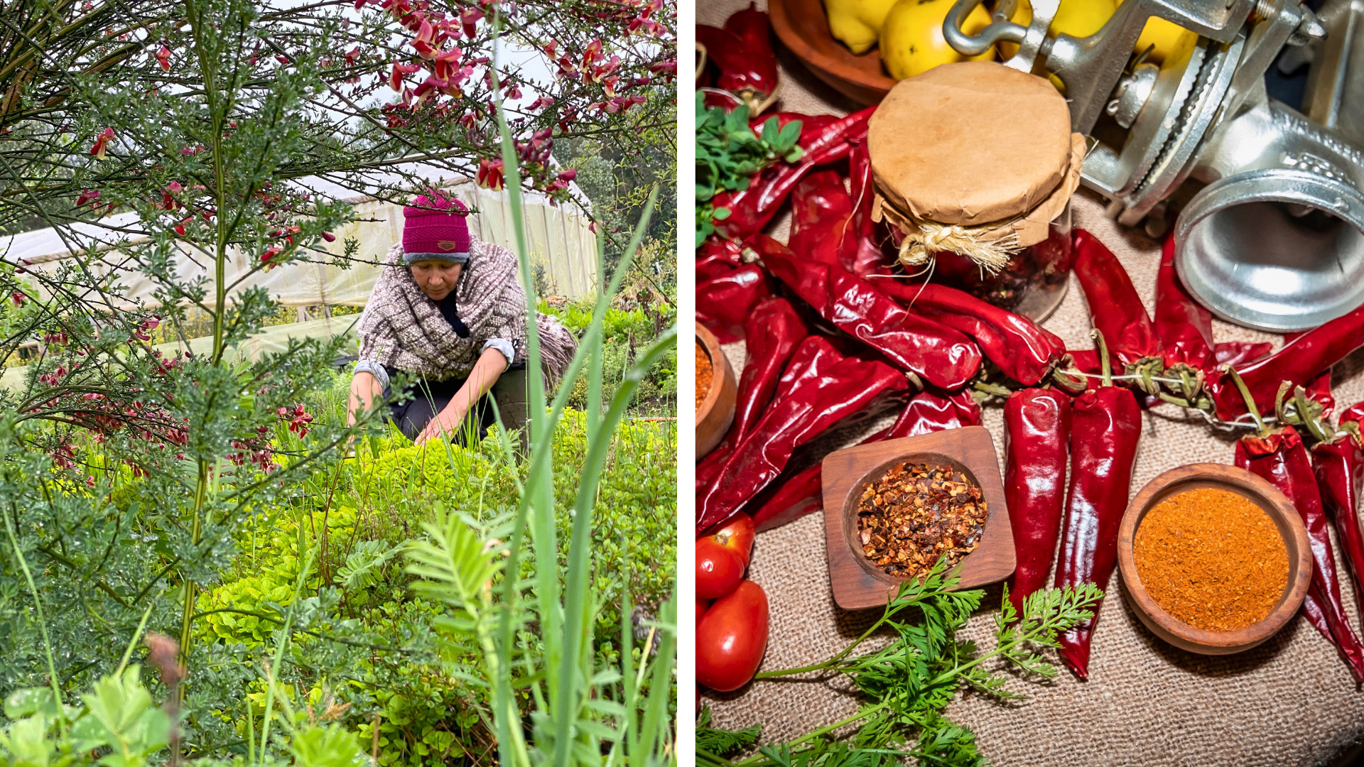 Mujer cosechando hortalizas en huerto y variedad de productos campesinos como ajíes, especias y alimentos elaborados